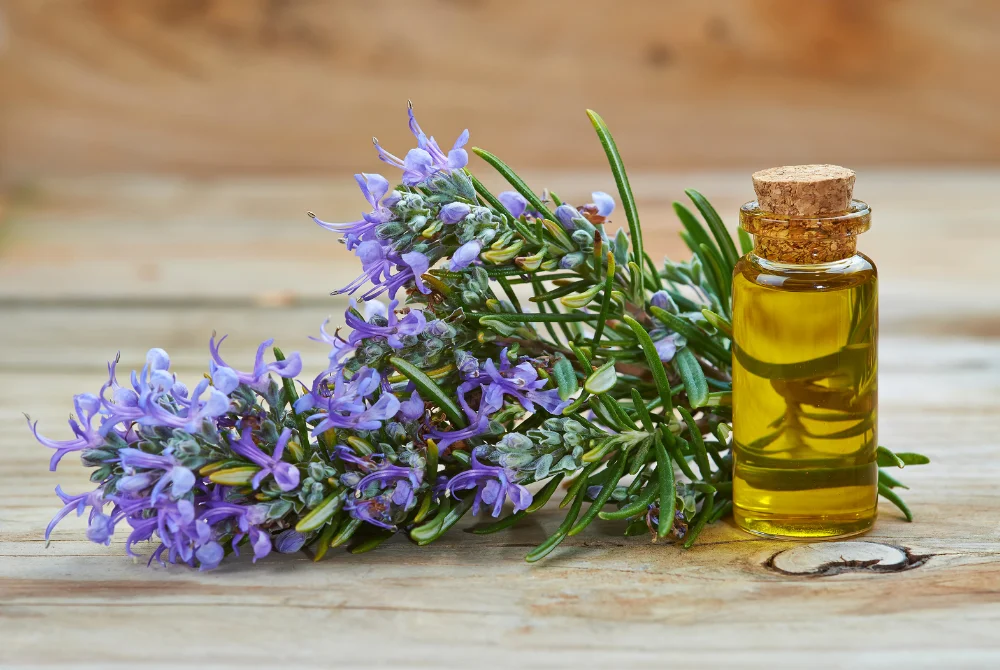 Rosemary Extract